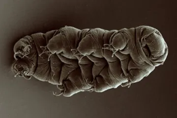 Nově objevený druh želvušky se chrání před smrtícím zářením svítícím štítem