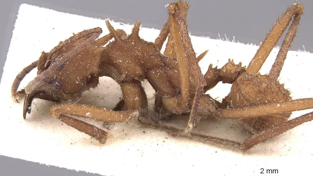 Mravenec Acromyrmex echinatior
