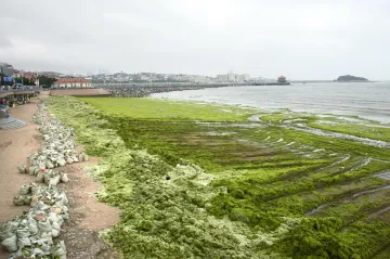 Mořské řasy poznamenávají turistickou sezonu čínského města pravidelně. Letos je situace ještě horší