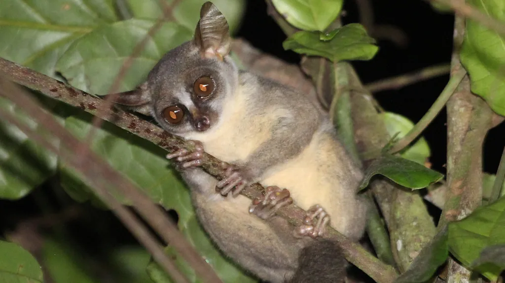 Galagoides kumbirensis