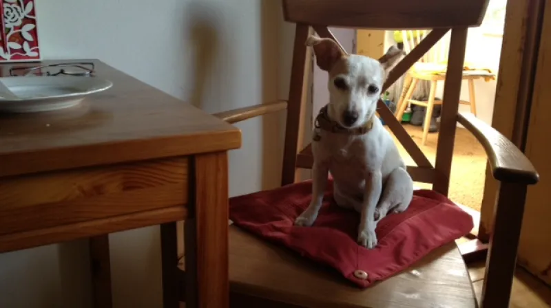 15. srpna jsme měl na hlídání dceřina psíka Lejdynku