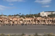 Evakuace tisíců velbloudů z napadeného Tripolisu. Část stáda stihli ukrást libyjští ozbrojenci