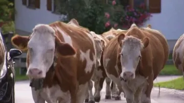 Krávy
