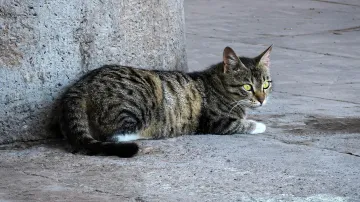 Kočka – ilustrační snímek