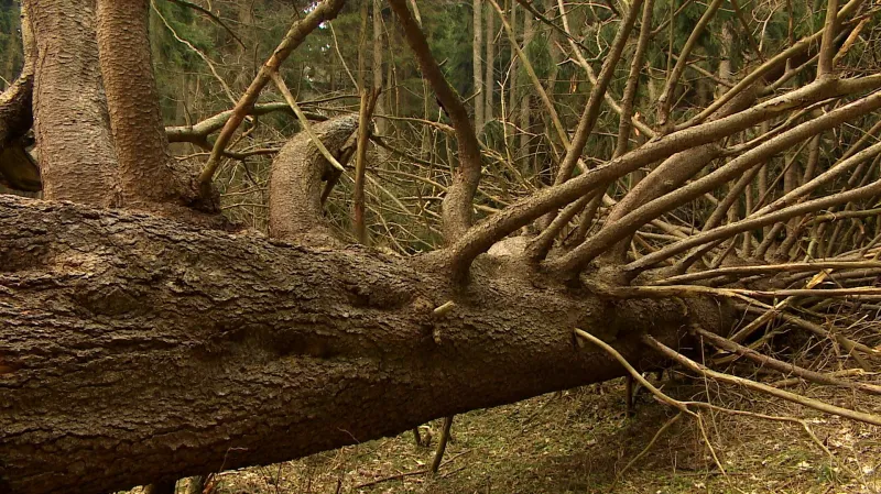 Král smrků se svou charakteristickou kaskádou větví