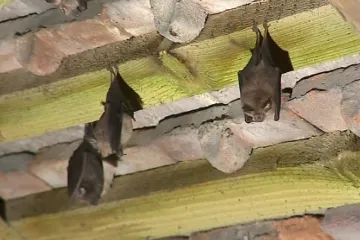 Stovky netopýrů zamířily v létě na půdy domů