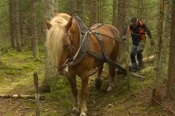 Na Šumavu se vracejí koně