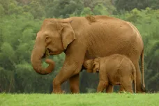 Trpasličí bornejští sloni se dostali na Červený seznam. Zbývá jich poslední tisícovka
