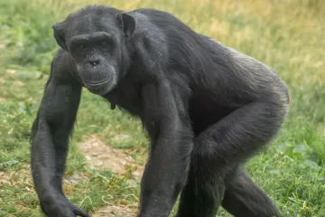 Předkové lidí se naučili chodit v korunách stromů, nikoliv na zemi, říká nová teorie