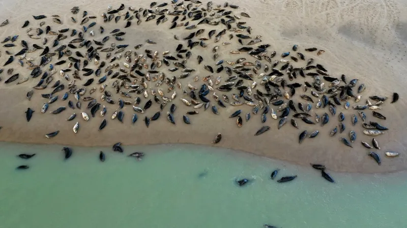 Skupina tuleňů odpočívá na pláži poblíž majáku Phare de Walde u města Calais v severní Francii