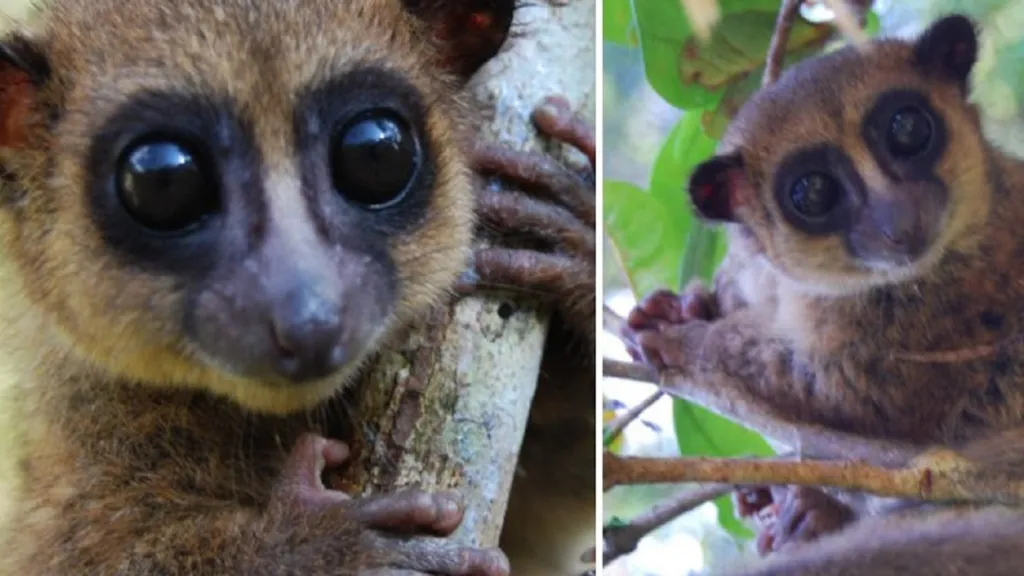Lemur Cheirogaleus grovesi