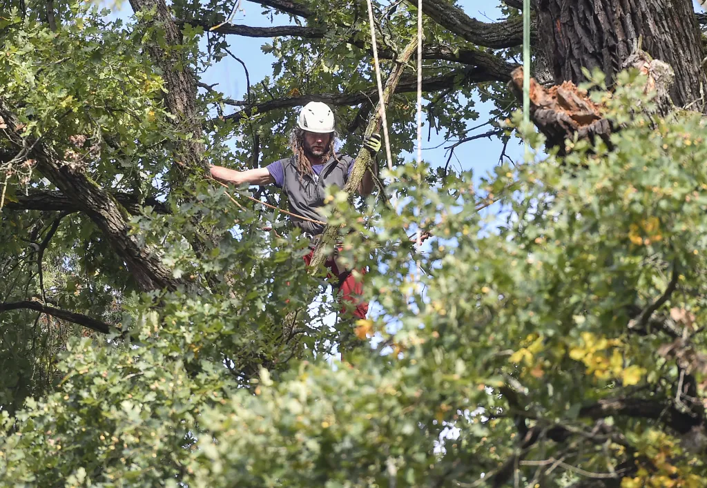 V Náměšti nad Oslavou odborníci opět ošetřili Žižkův dub starý přes devět set let
