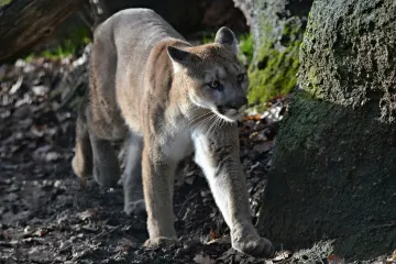 Za vymyšlenou zprávu, že se u Zdounek na Kroměřížsku vyskytuje puma, dostal muž podmínku 