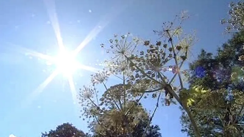 Bolševník velkolepý