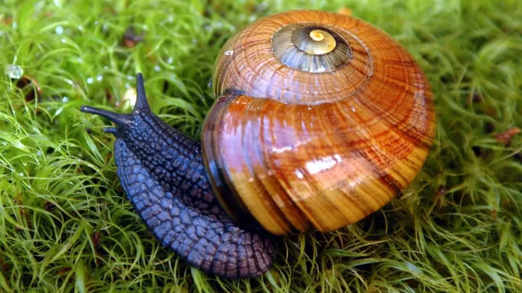 Powelliphanta augusta