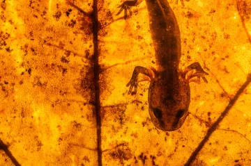 Fotografická soutěž Czech Nature Photo představila nominované snímky pro rok 2021