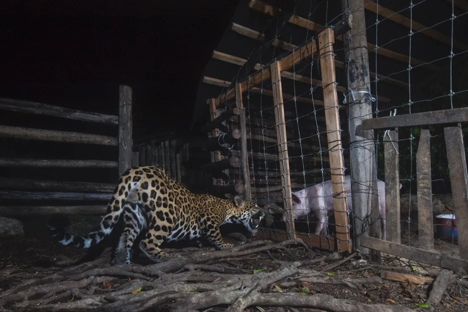 Ohrožený jaguár vidí potenciální potravu na druhé straně drátěného plotu v Mexiku