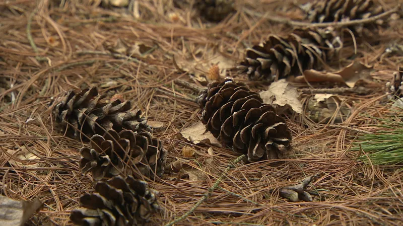 Šišky borovice douglasky