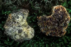 Na Pálavě se našla vzácná houba, která zatím rostla jen v Severní Americe