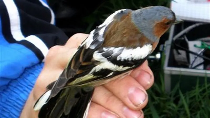 Vítání ptačího zpěvu