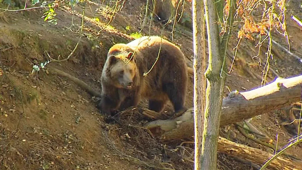 Táborská zoo