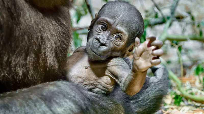 Gorilí samička Gaia