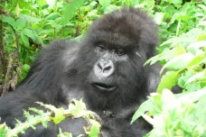 Horské gorily mají ve střevech až kilogramy tasemnic. Vůbec jim to ale nevadí, ukázal český výzkum