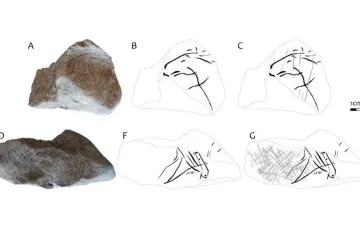 Rytina koně stará 15 tisíc let. Moravští archeologové ukázali unikátní nález