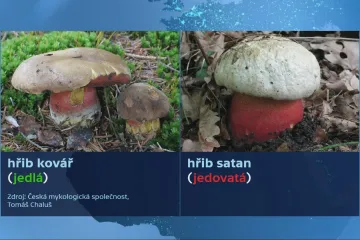 Podezření na otravu z hub přibývá. Sbírejte jen ty, které znáte, zdůrazňuje mykolog