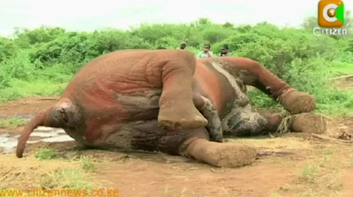 Slon zabitý pytláky
