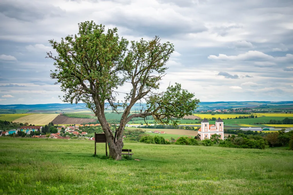 Hrušeň Šmigula se nalézá ve svahu kopce Velká Baba u Sivice na Brněnsku. Pravděpodobně bývala starým triangulačním bodem. Říká se, že z ní jedli hrušky už napoleonští vojáci. Kmen má dutý, přežila i několik pokusů o zapálení. Koruna stromu je svázaná ocelovými lany a i přes to stále plodí. Je oblíbeným místem pro vycházky a spousta zamilovaných si u ní vyznává lásku.