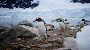 Tučňáci se vyplavují na břeh v oblasti Neko Harbour