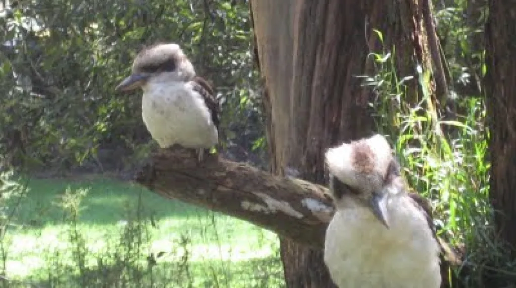 Kookaburra sedí na starém eukalyptu