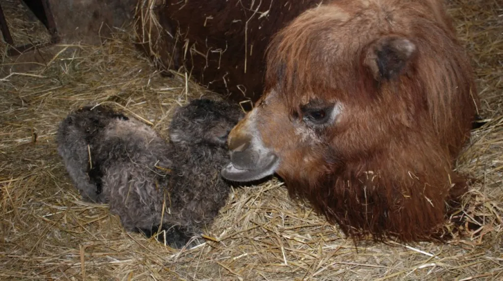 novorozené velbloudě s matkou