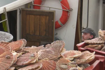 Hřebenatky v centru dění. Tvrdý brexit může rozpoutat válku mezi rybáři Francie a Velké Británie