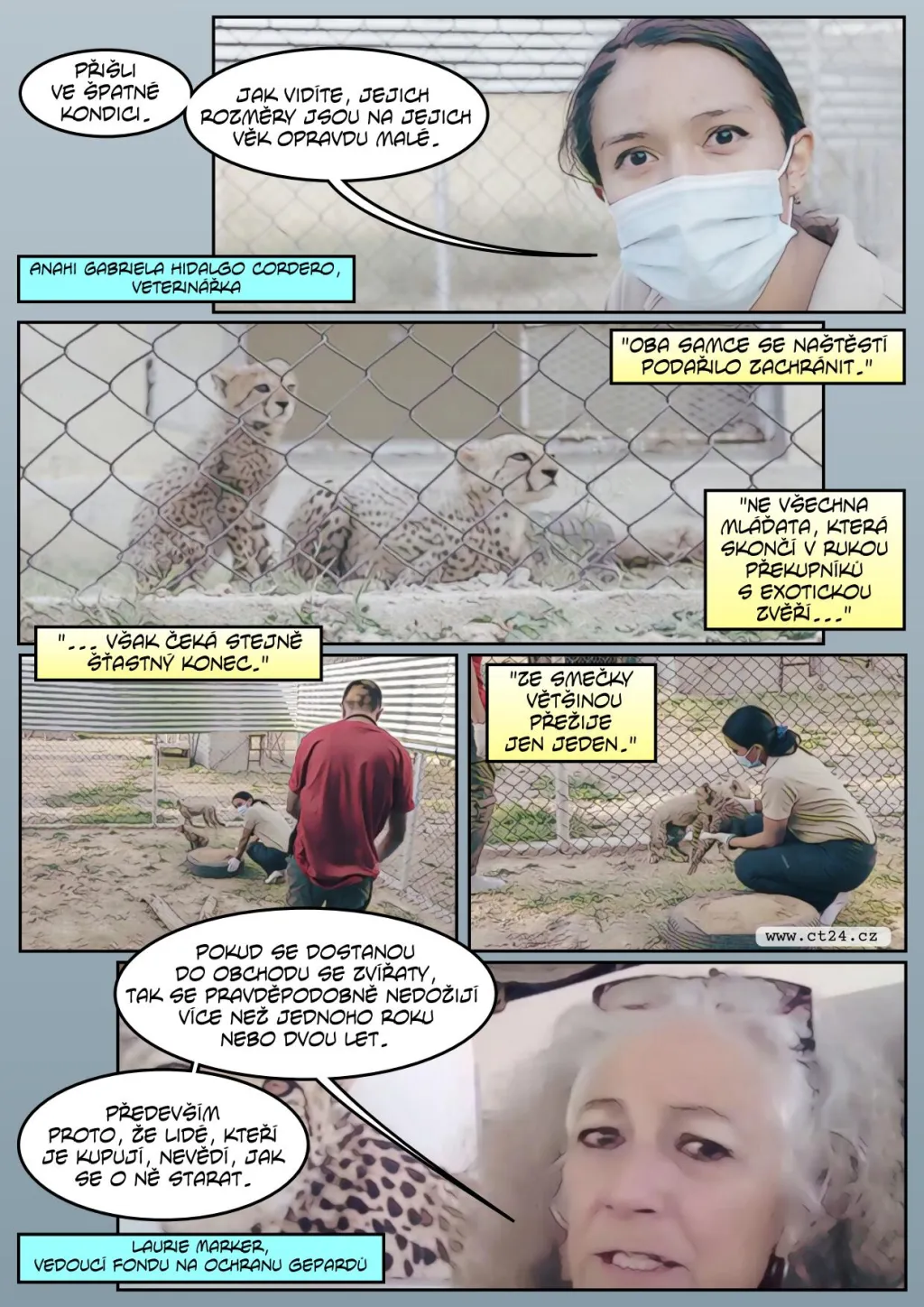 Klima a obchod ohrožují gepardy