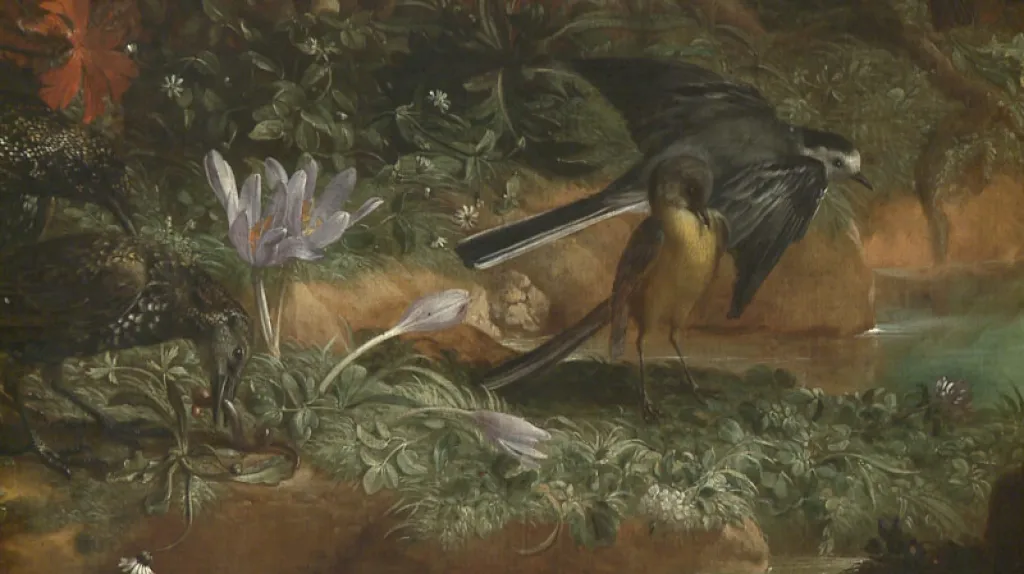 Jan Rudolf Bys / Ptactvo v přírodě (detail)