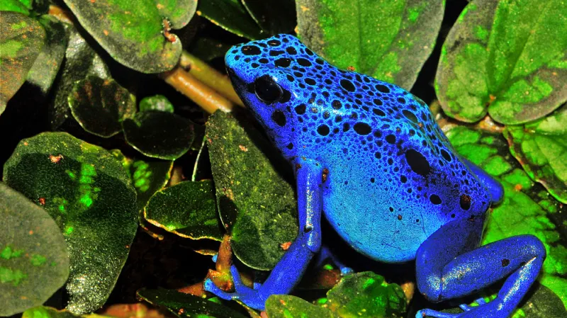 Barevné a jedovaté pralesničky