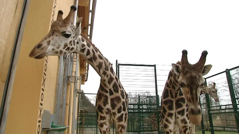 Plzeňská zoo byla letos chovatelsky mimořádně úspěšná.