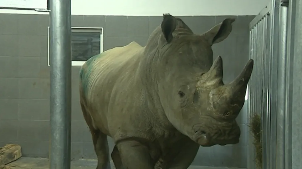 Nový přírůstek zlínské zoo