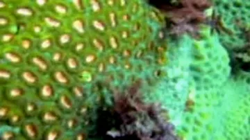 Barevné kolonie korálů