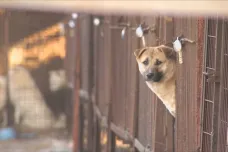 Chov psů na maso v Jižní Koreji skončí. Většina společnosti už staletou tradici opustila