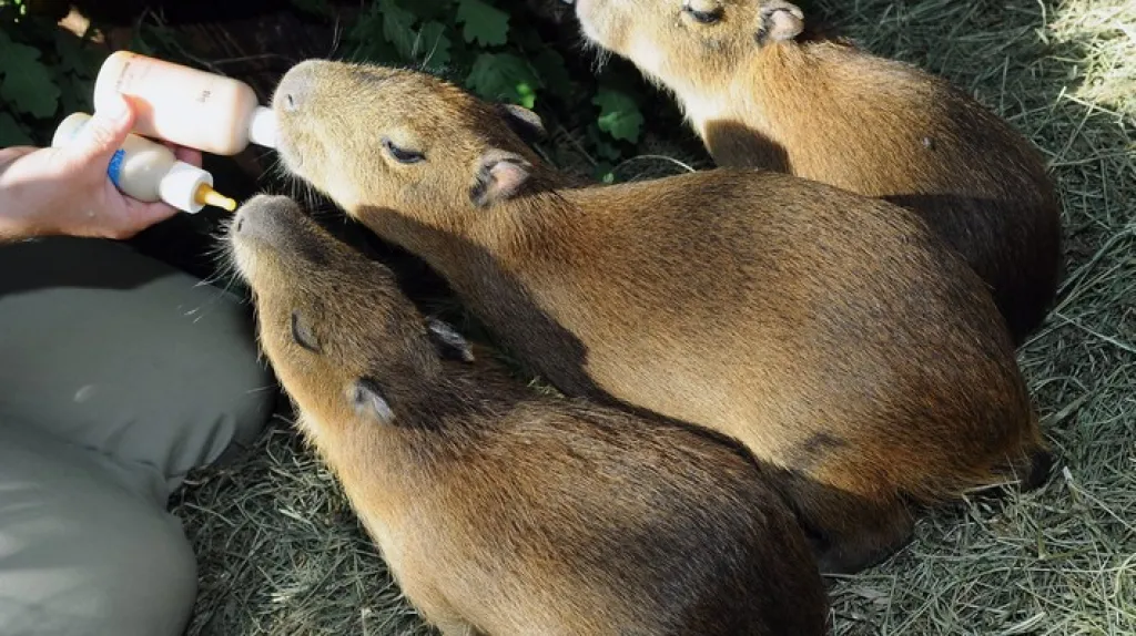 Mláďata kapybar