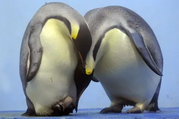 Tučňák císařský se stal ohroženým druhem