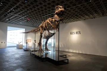 Aukční síň vydraží kostru Tyrannosaura rexe, vyvolávací cena je 19 milionů dolarů