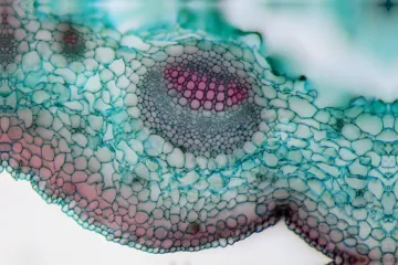 Brněnští vědci našli zákonitosti ve velikosti genomu rostlin. Nejsou tak jednoduché, jak to vypadalo