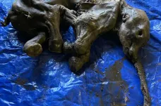 Zlatokop v Kanadě objevil vzácně zachovalou mumii mláděte mamuta