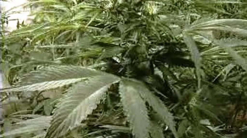 Marihuana