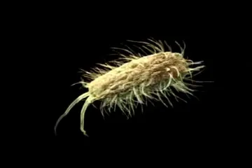 E.coli - bakterie, která „navštívila“ marocká rajčata