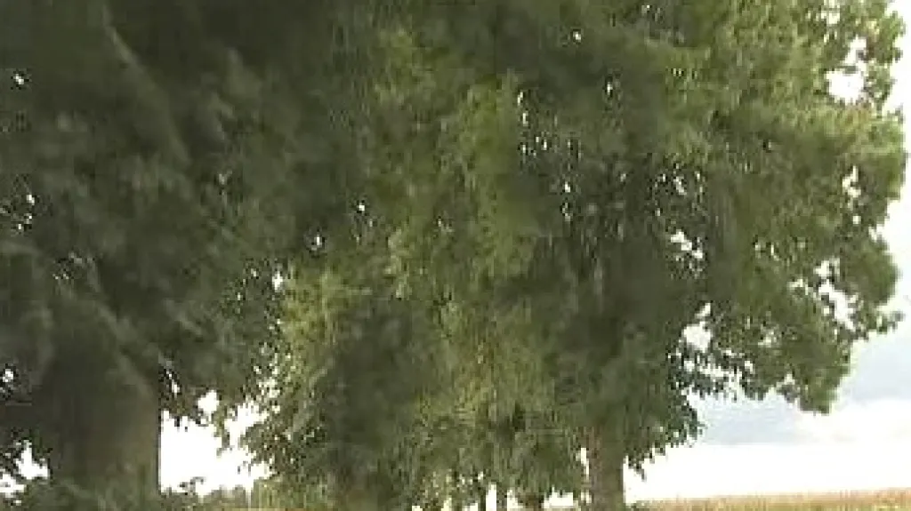 Stromová alej